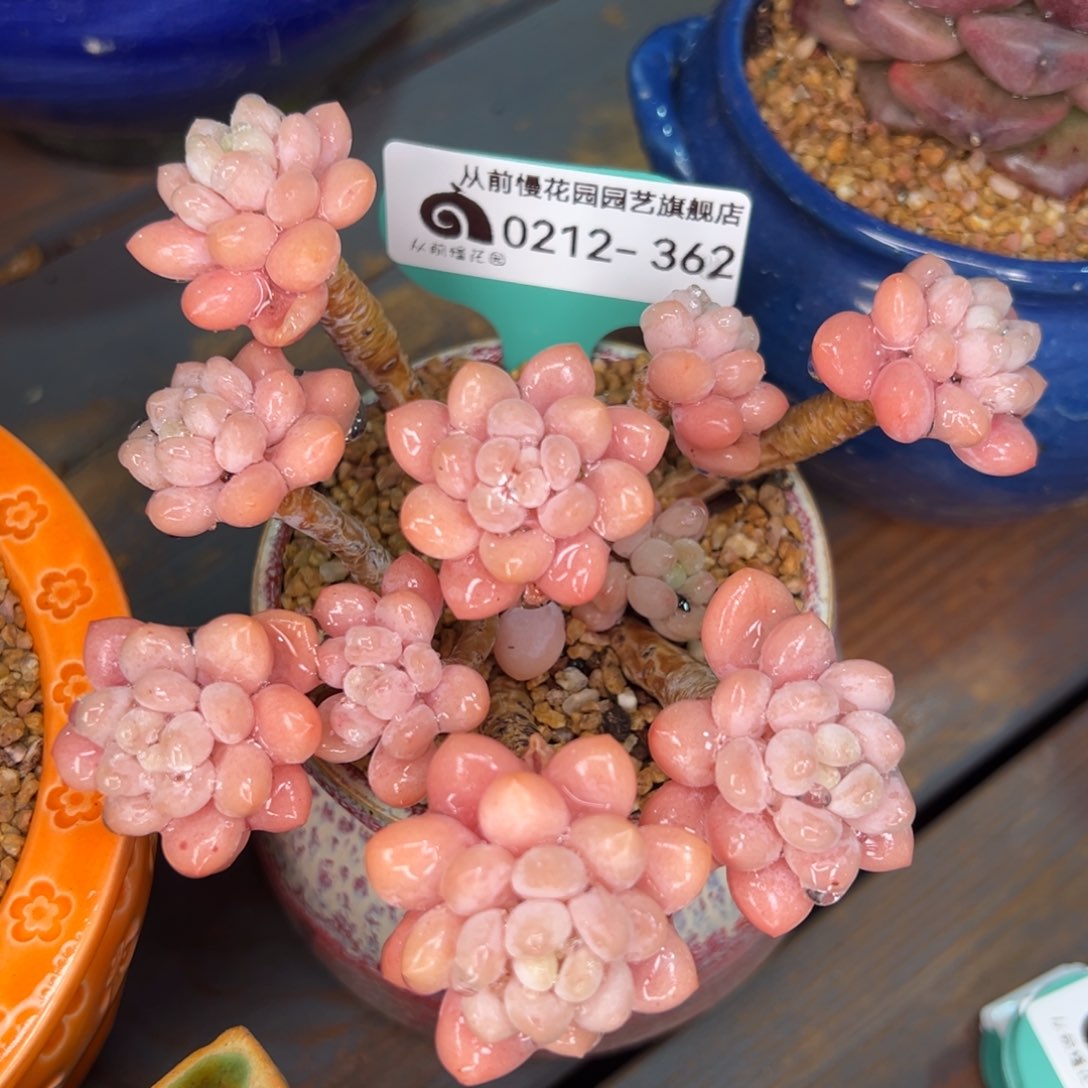 从前慢多肉精选编号0212.362