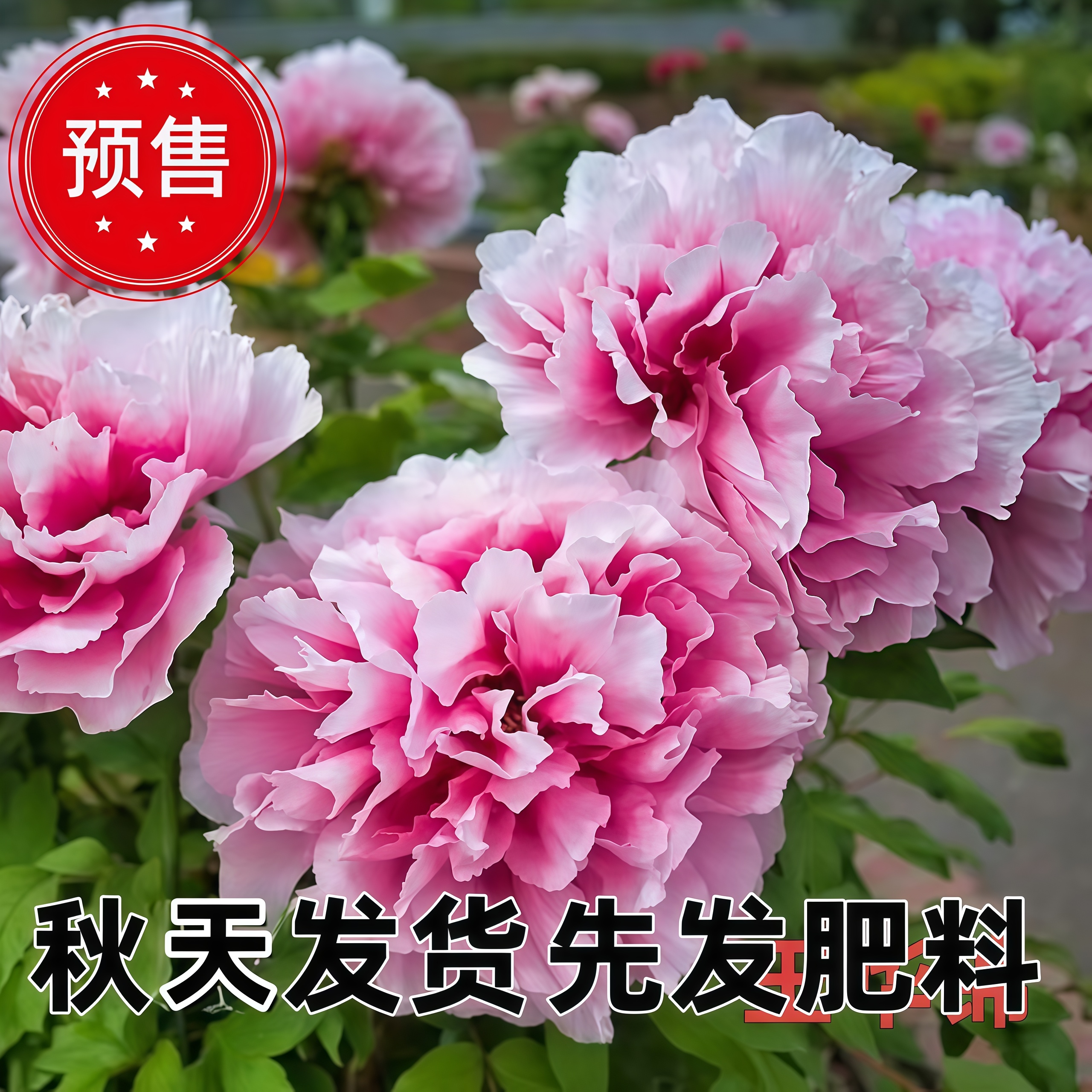 日系牡丹王华锦一年嫁接苗