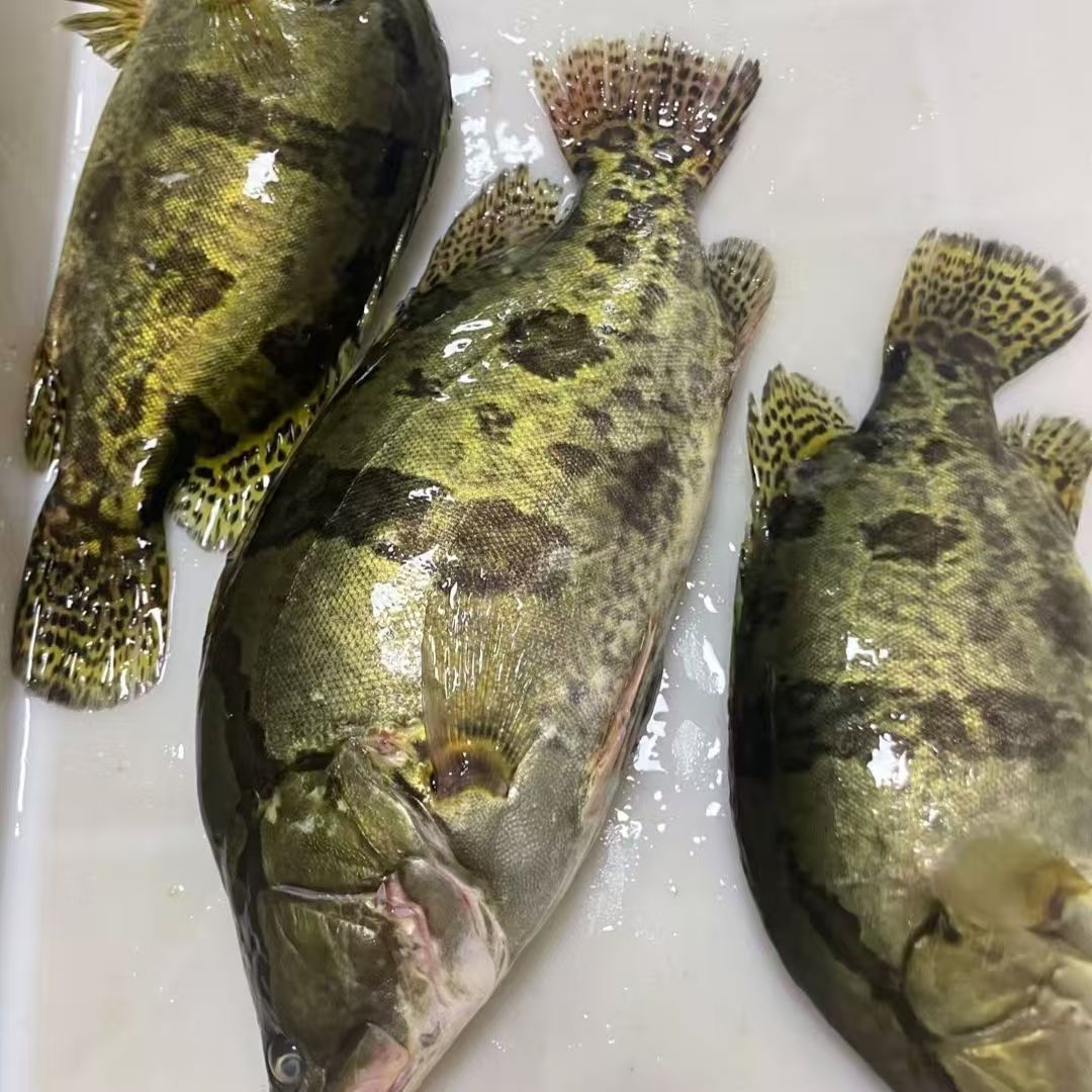 乡村文 自己家的喂养的