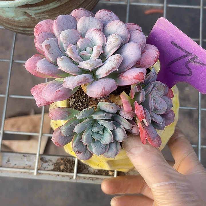 两单包邮，一物一拍75星之月