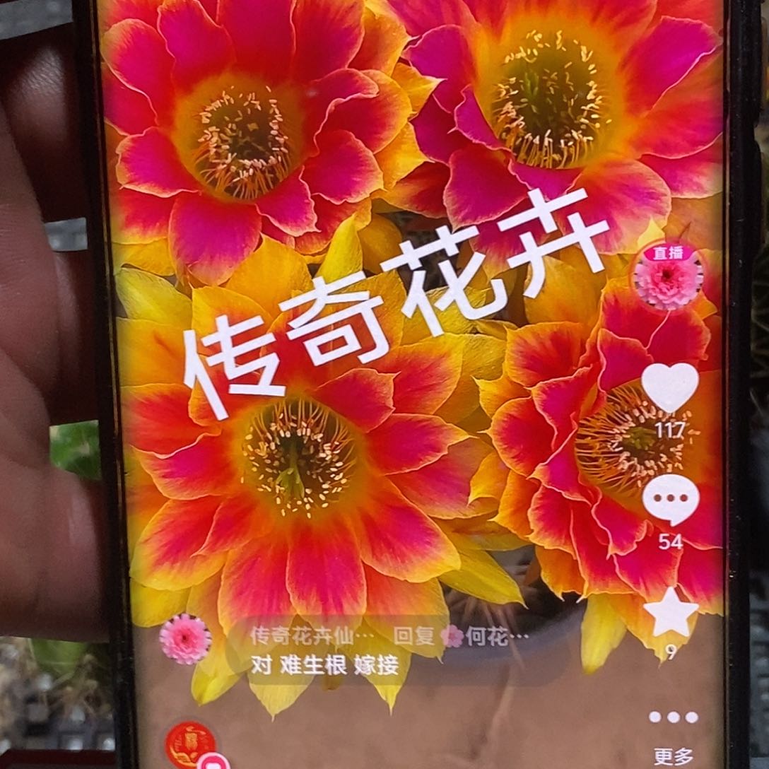丽 阳光明媚侧芽 歪 20包邮4公分