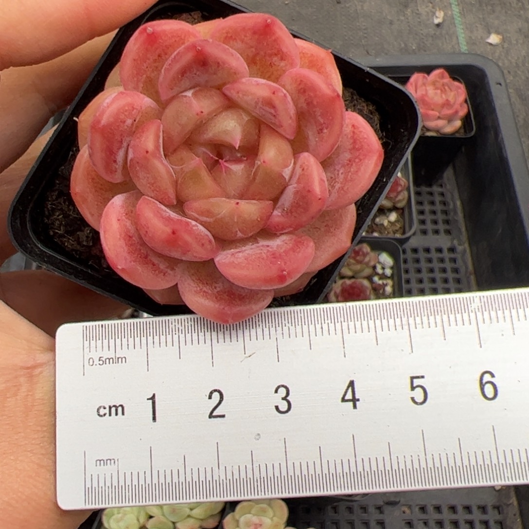 276 4.5cm 多肉植物组合盆栽