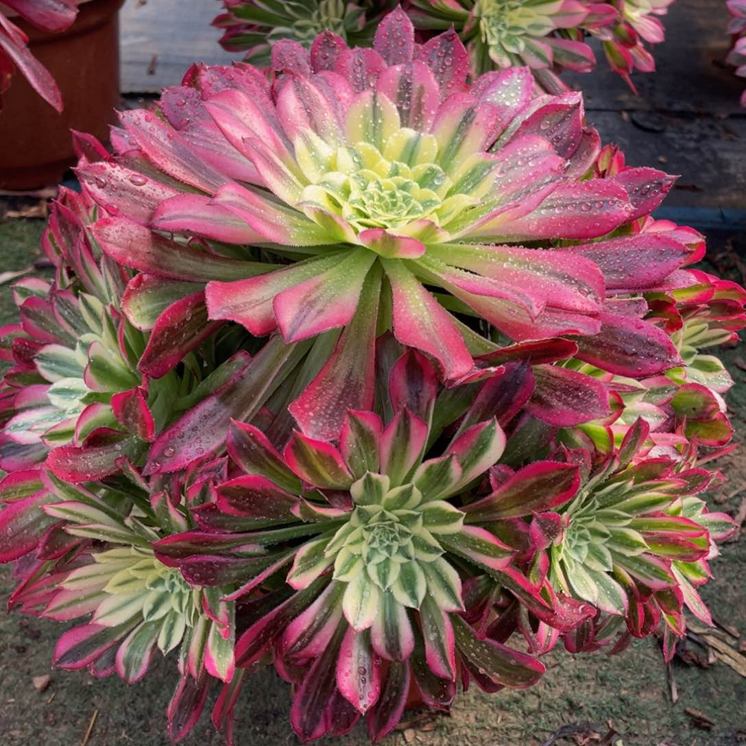 576天合精品法师多肉