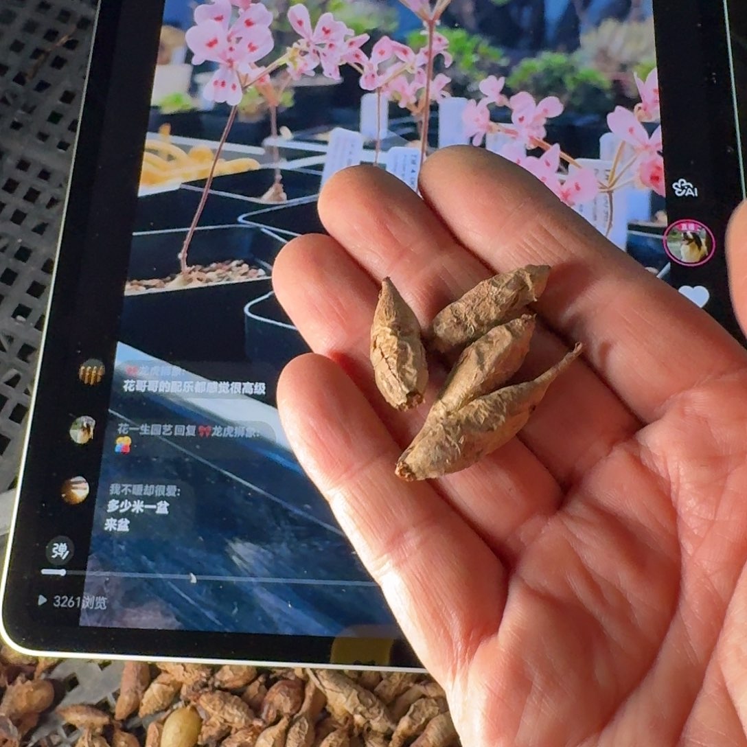 三***咖肾叶洋葵苗子一组5号