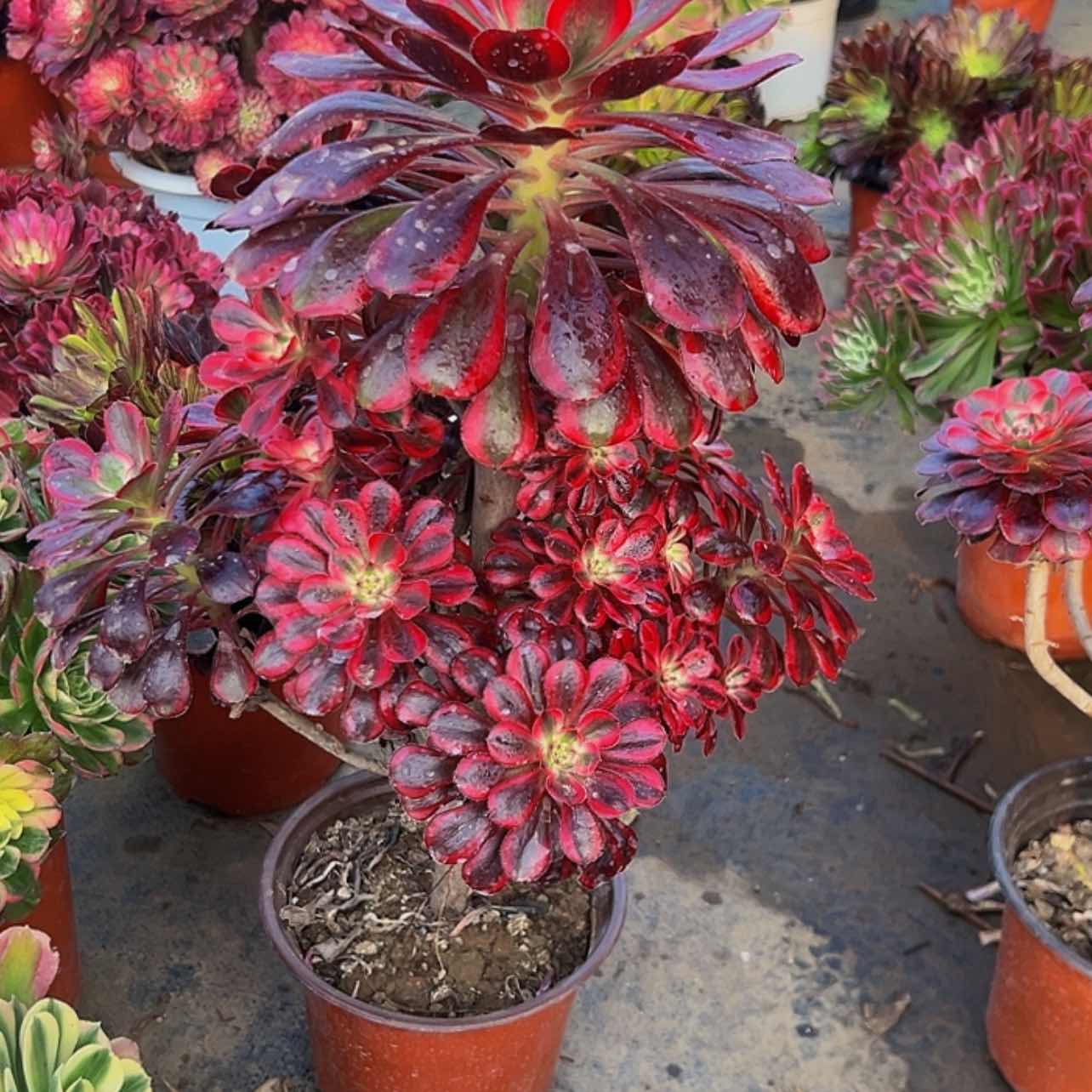 【闪购商品】058多肉植物。    