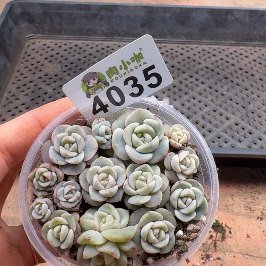 若***微多肉植物多肉植物