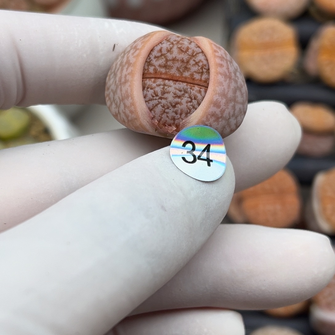 34号一颗三年半的拿铁