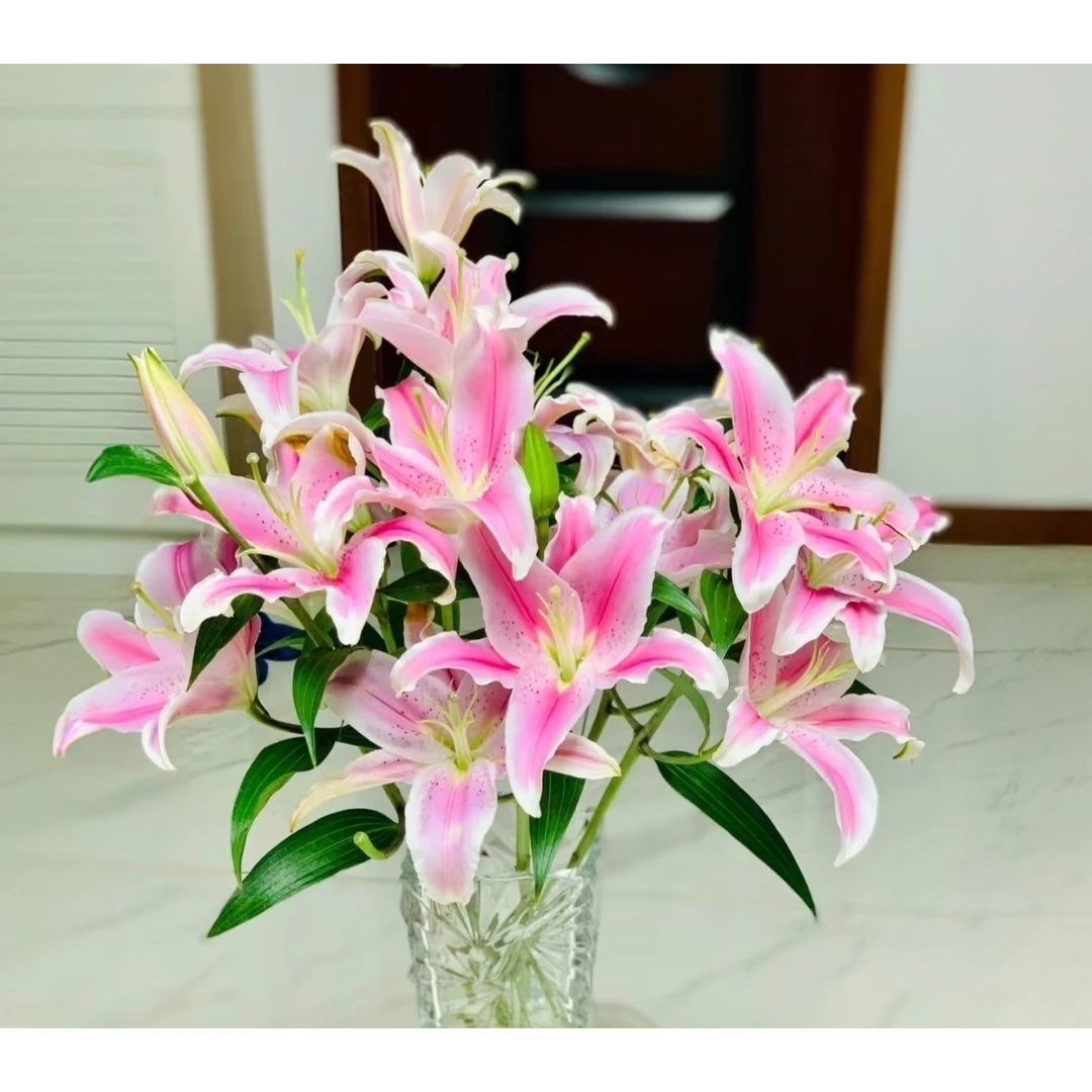 粉百合粉色系列家庭水养鲜插花顺丰冷链发货云南直发