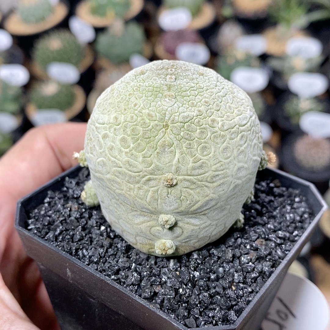 1052号实生凝蹄玉4.6cm