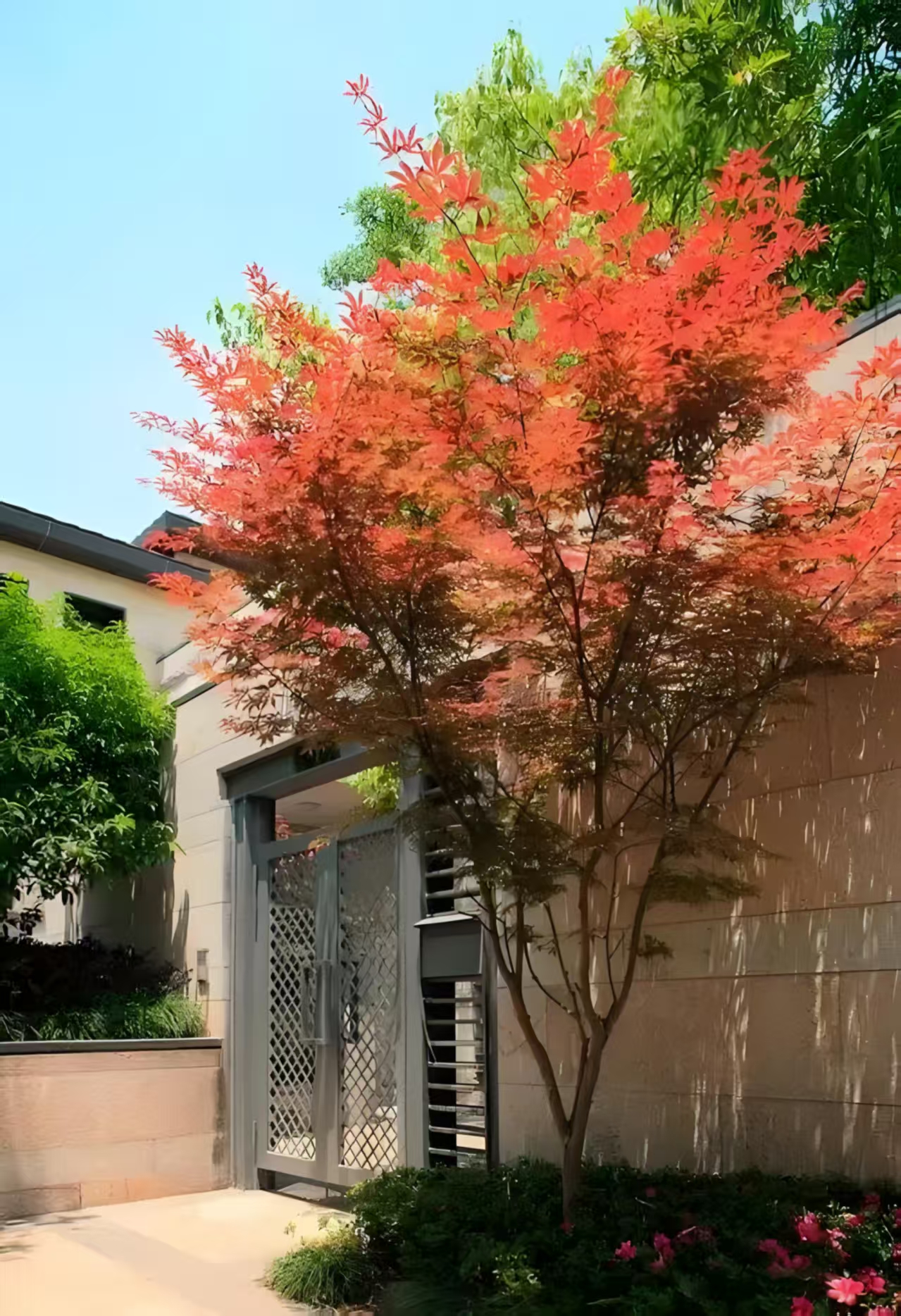 小叶鸡爪槭红枫庭院植物盆栽地栽