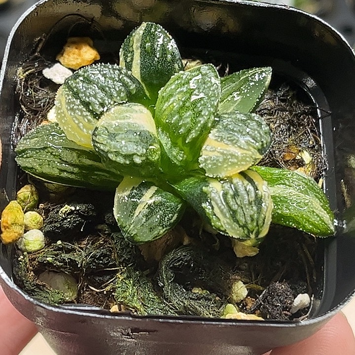 160雪之礼锦头家多肉十二卷