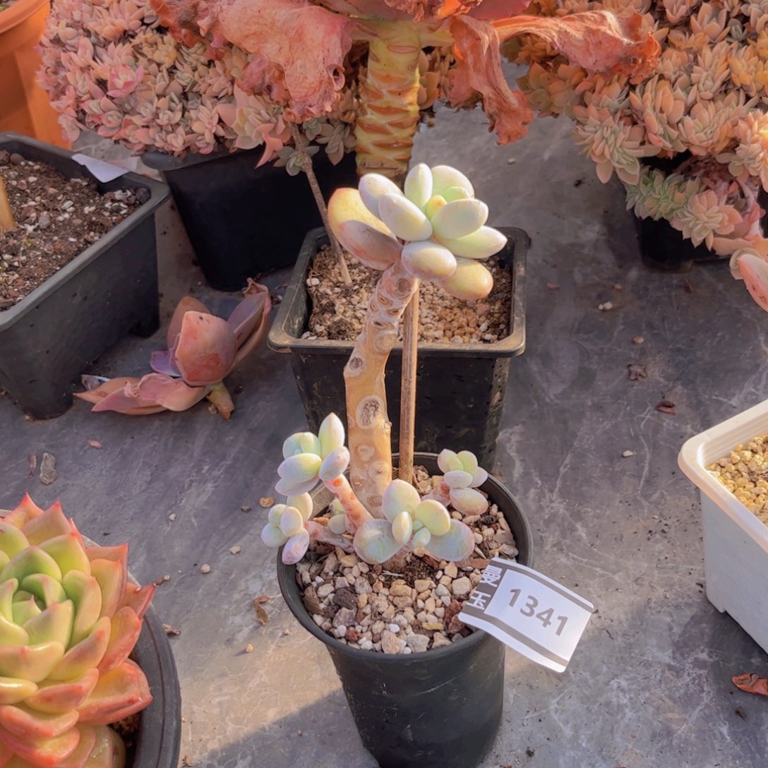 雪美人多肉植物1341