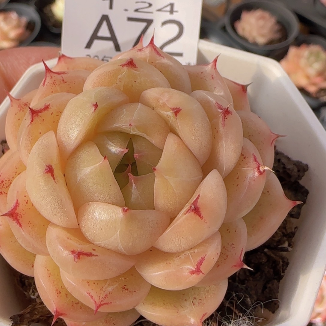 包子麦秆单头一颗脱土