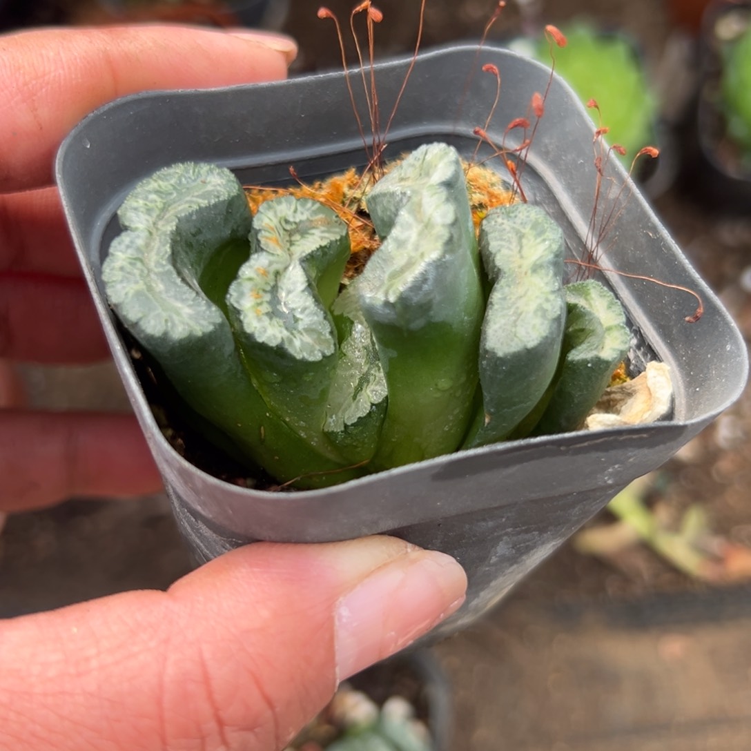 多肉植物多肉植物