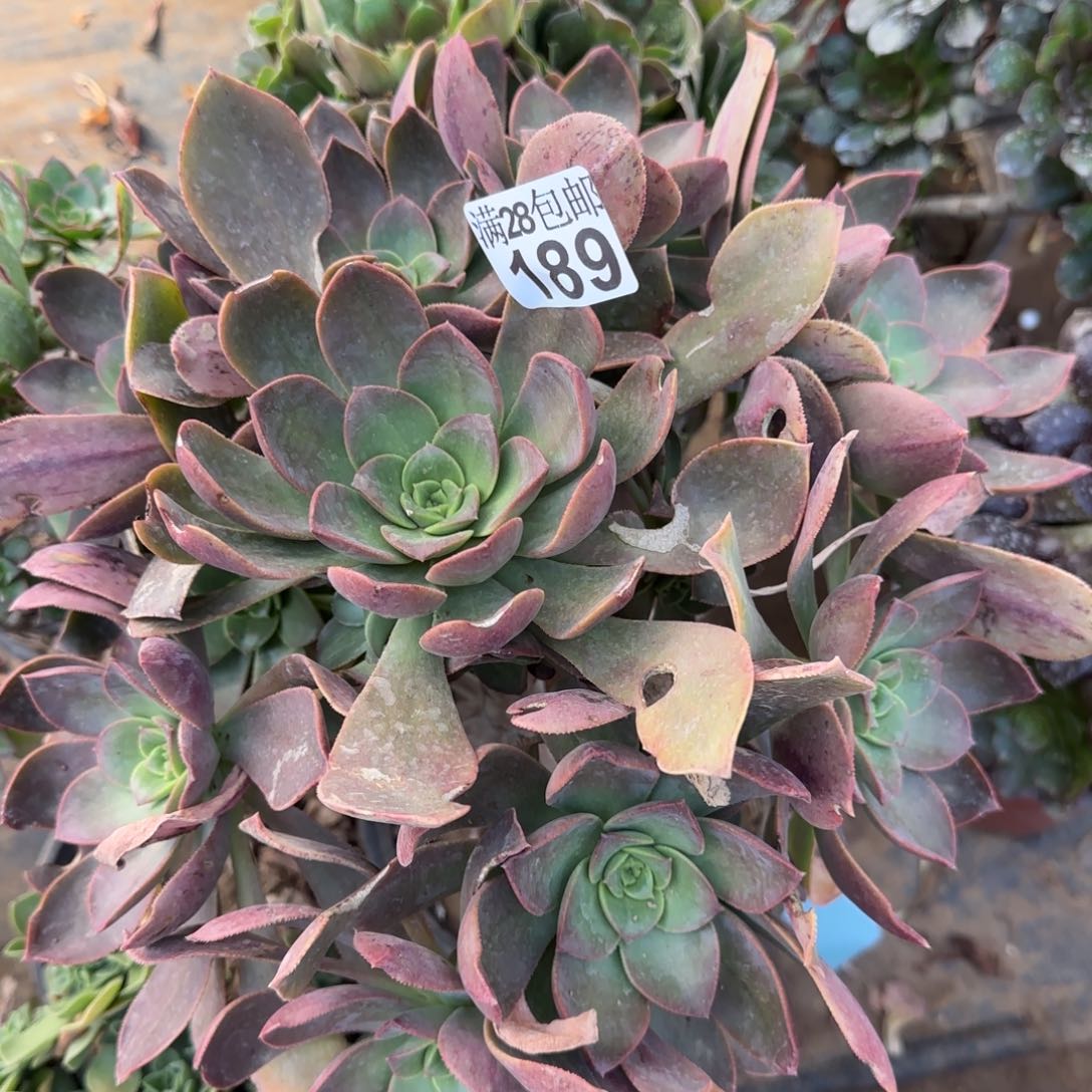 花前月下多肉189满28包邮断枝不包