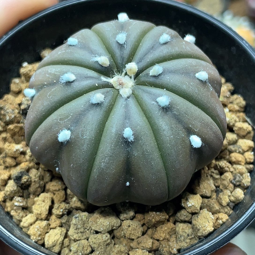 实生根系，紫皮海星兜