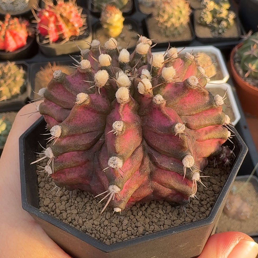 海神仙人球123456