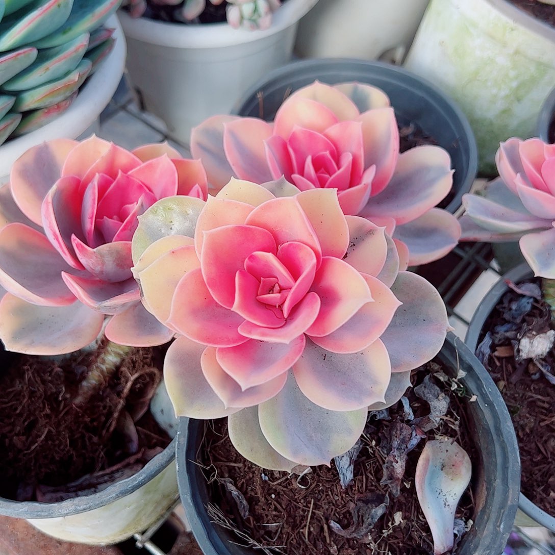 彩虹大单头精品特价二盆