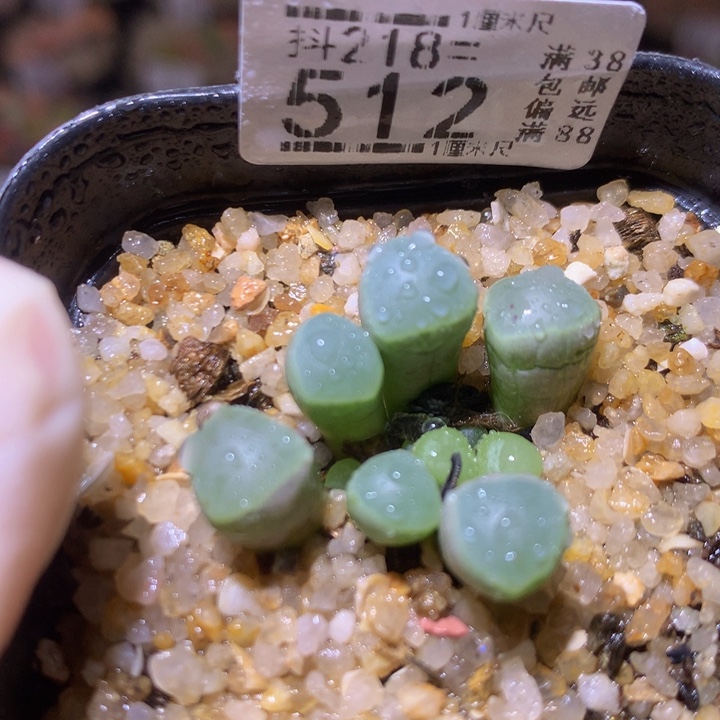 精品生石花218.512