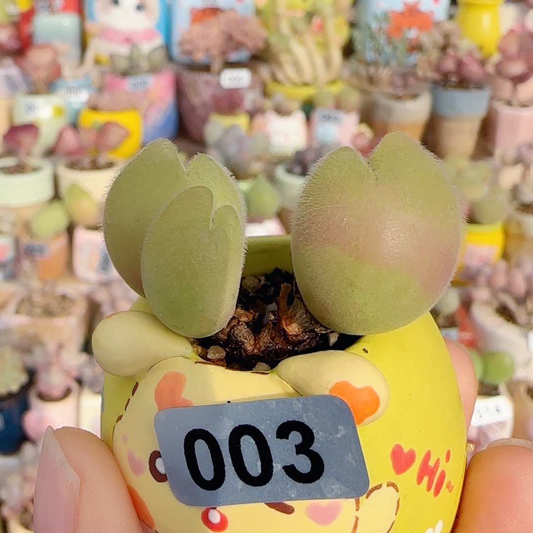 T一家三口可爱毛翠盆口2.5cm