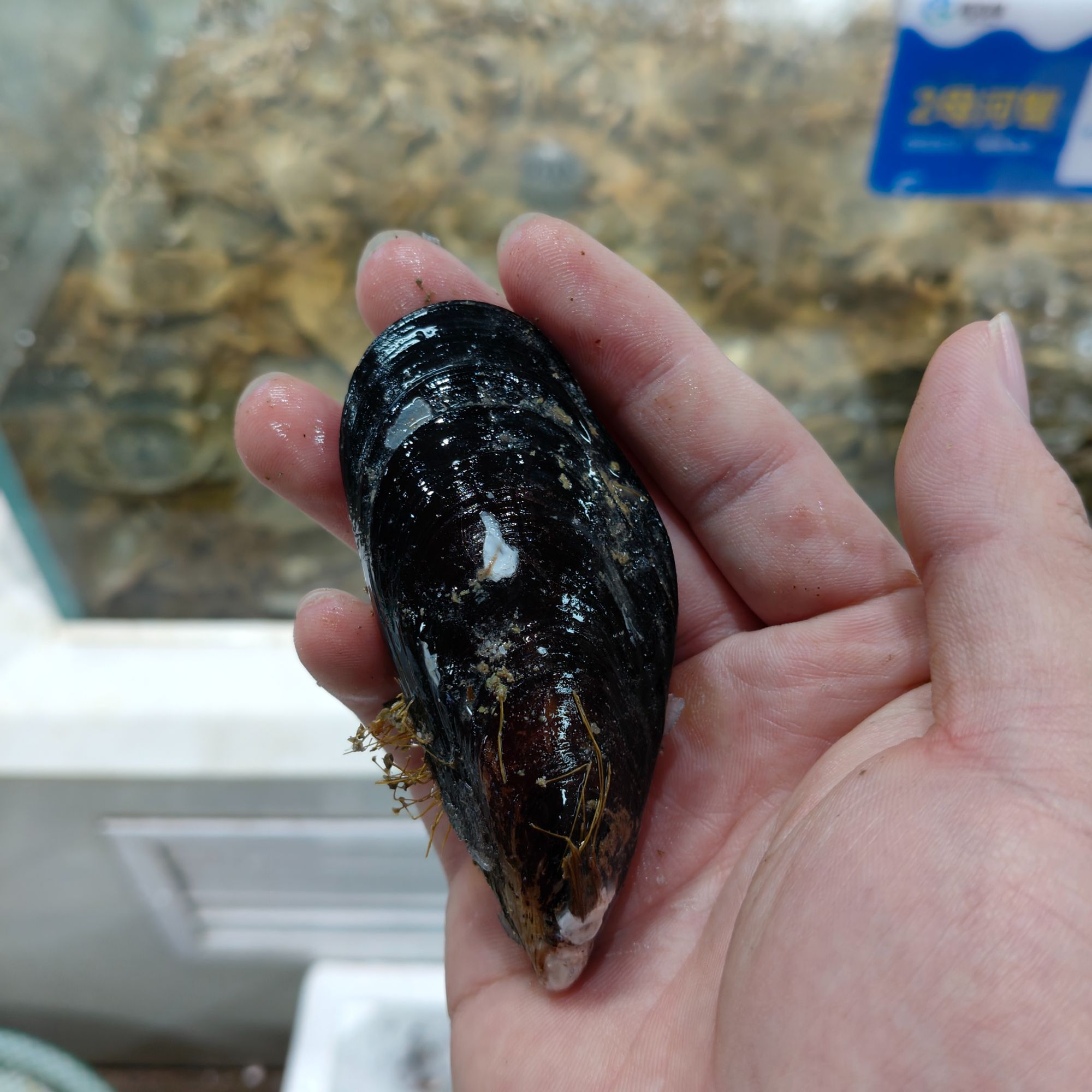 海虹贝    到手二斤