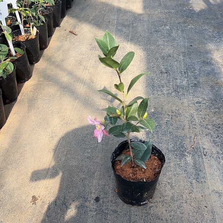大部分花苞少量开放，姬侘助