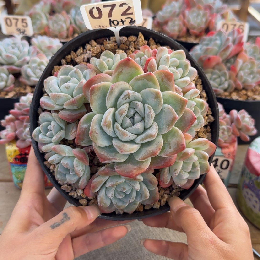 072号冰玉精控老桩10头3崽