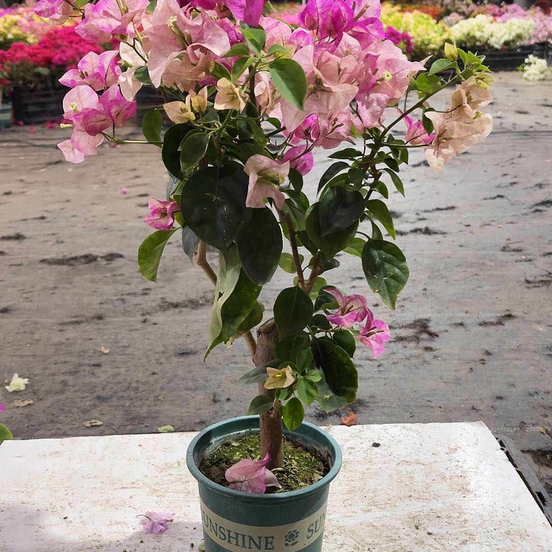 大部分花苞少量开放小画报掌中宝一颗