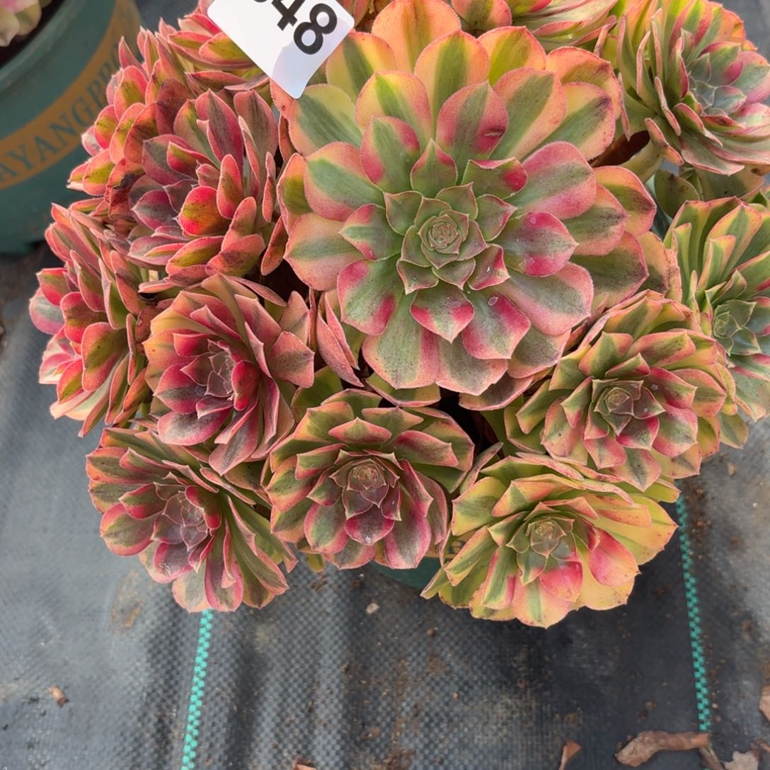 548雨河多肉植物福利