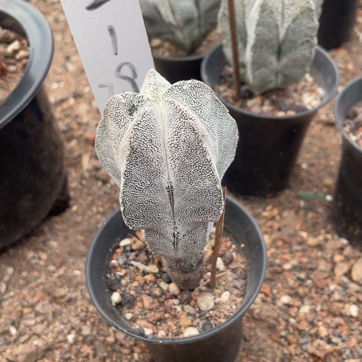 n***我实生一颗恩冢带盆发