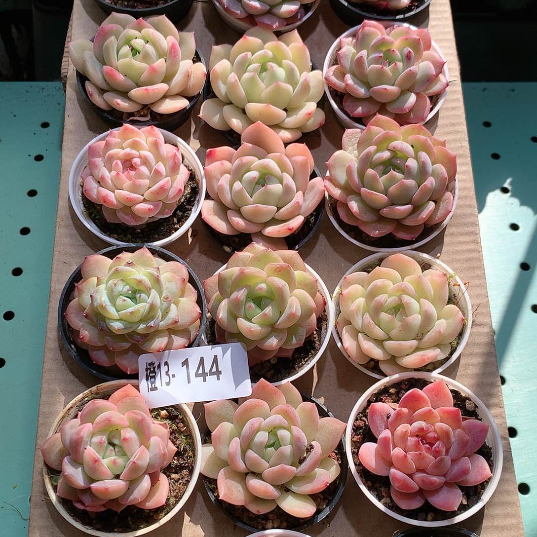 13-144一物一拍带盆18颗。