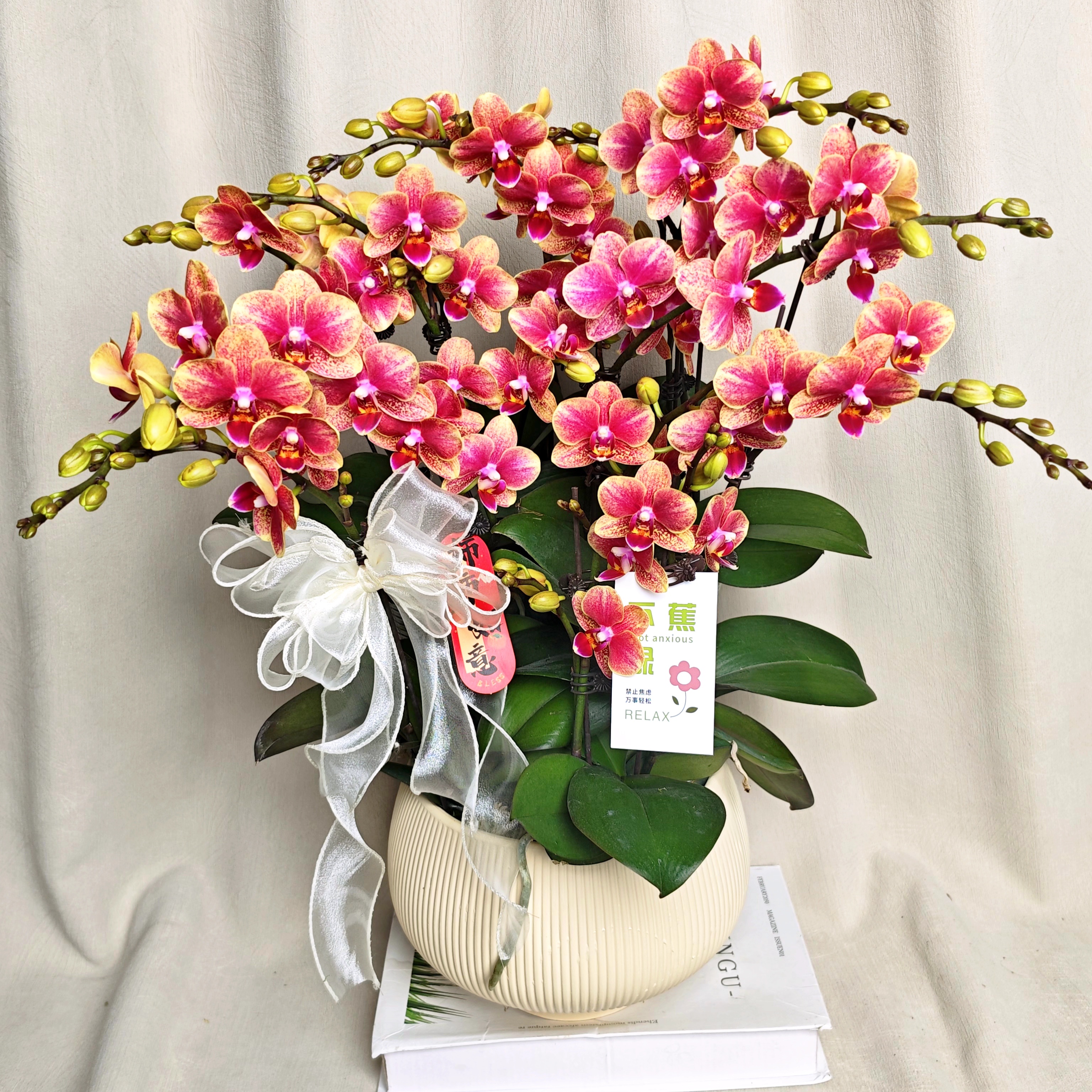 【金蝶】蝴蝶兰经典年宵花  金紫色系 乔迁新婚开业送礼