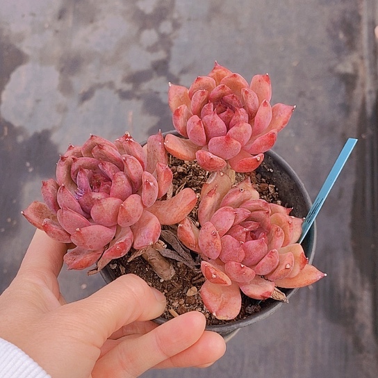 686多肉植物老桩