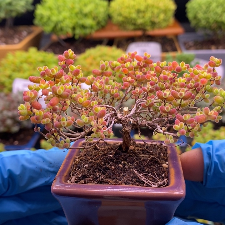 杜****无花朵8蜜橘。    