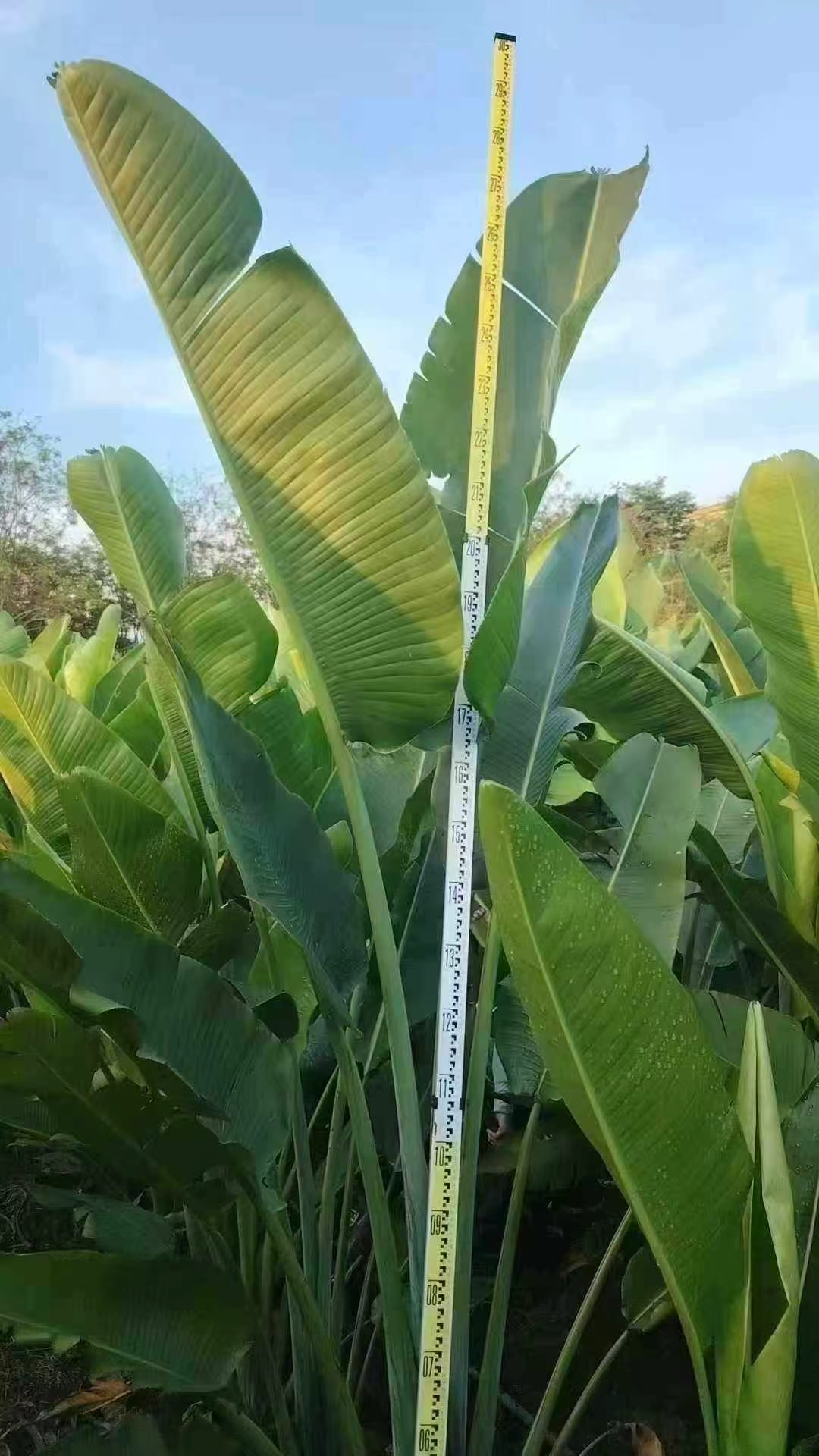 耐寒带土带叶旅人蕉树大苗大型观赏绿植可净化空气适合南北方网红