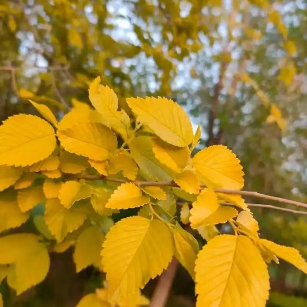 金叶榆基地现挖金叶榆小苗老桩盆景苗