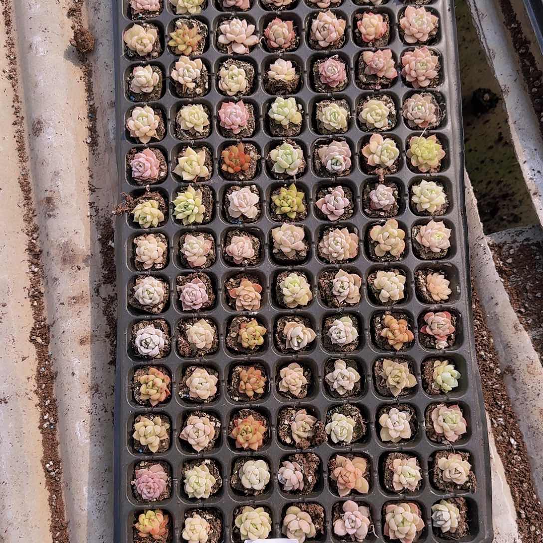 直播一物一拍多肉30