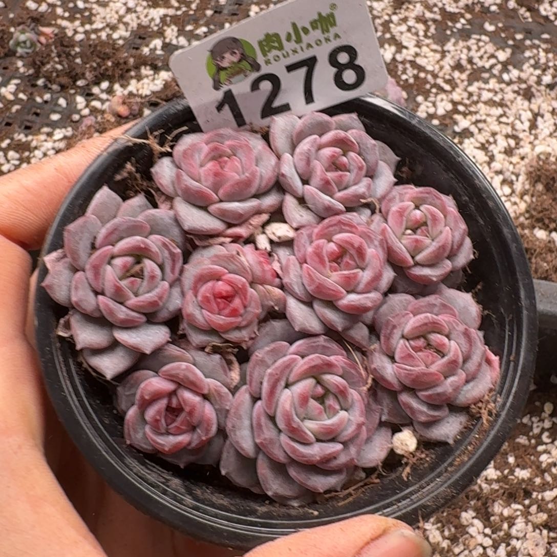 多肉植物多肉植物