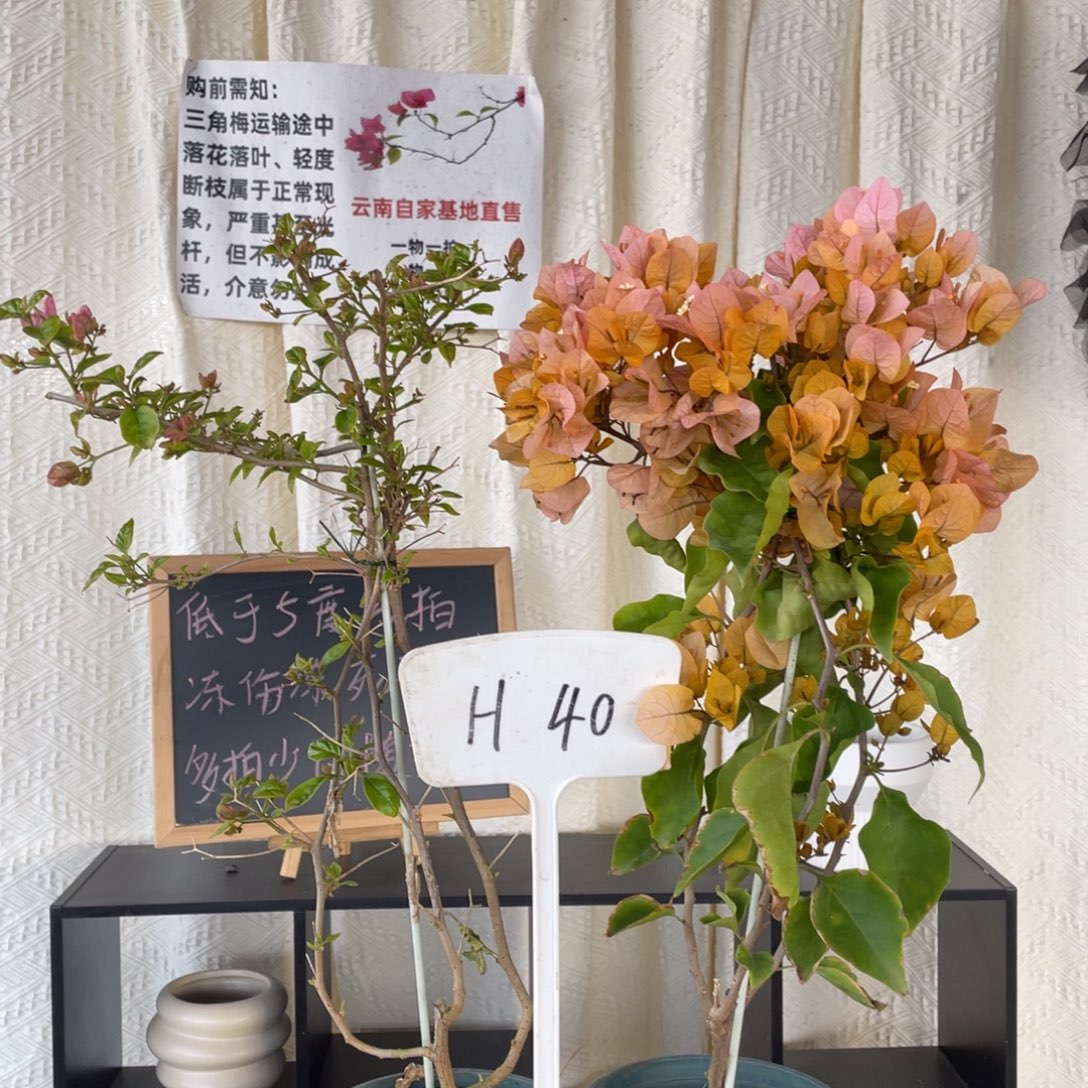 开***。大量花朵（建议范围：8朵-15朵 或40%以上）广红樱+金探戈H40