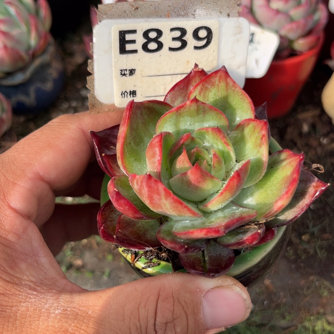 惊鸿一瞥839号多肉