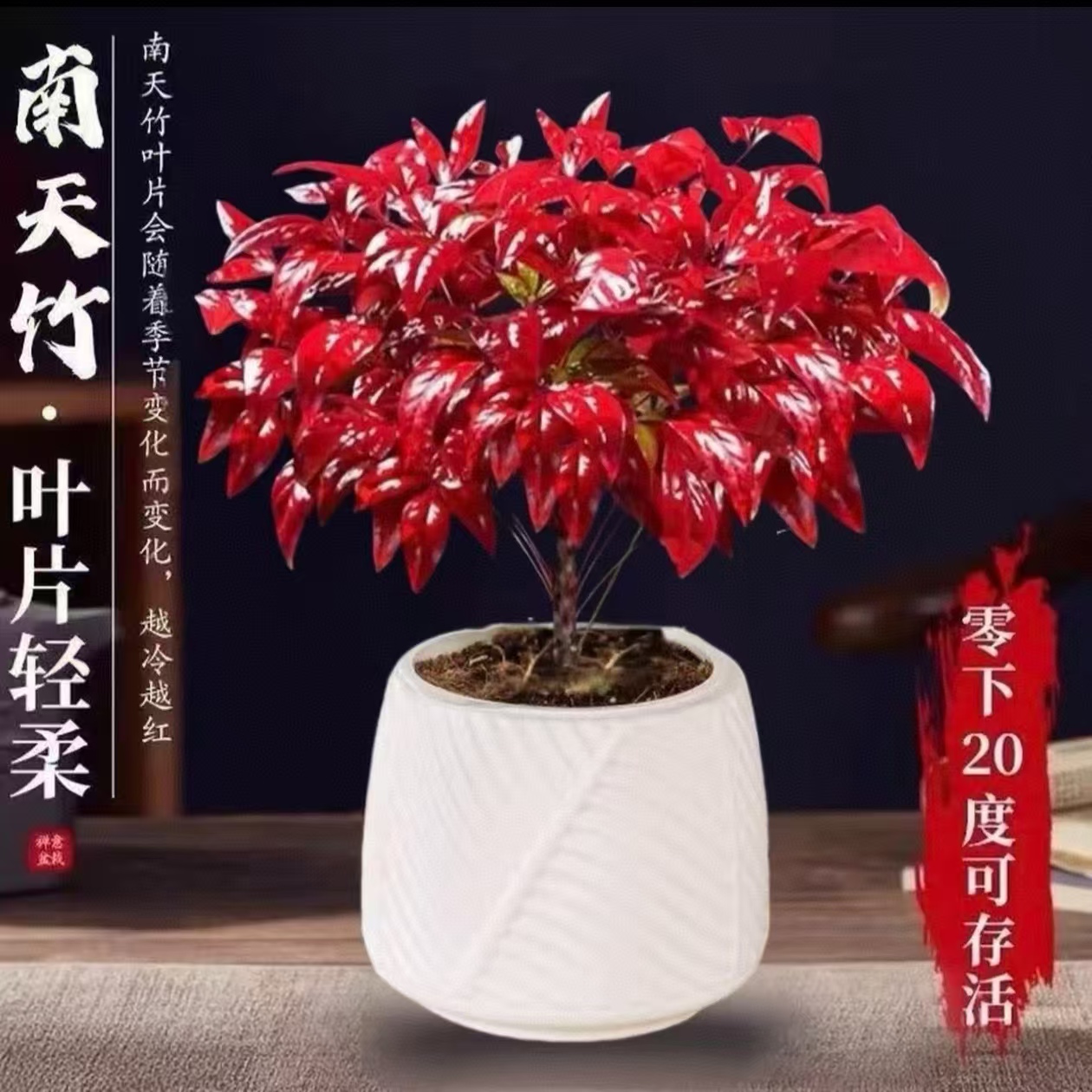 FJ带白盆【越冷越红】火焰南天竹盆栽冬季耐寒室内外美观好养四季