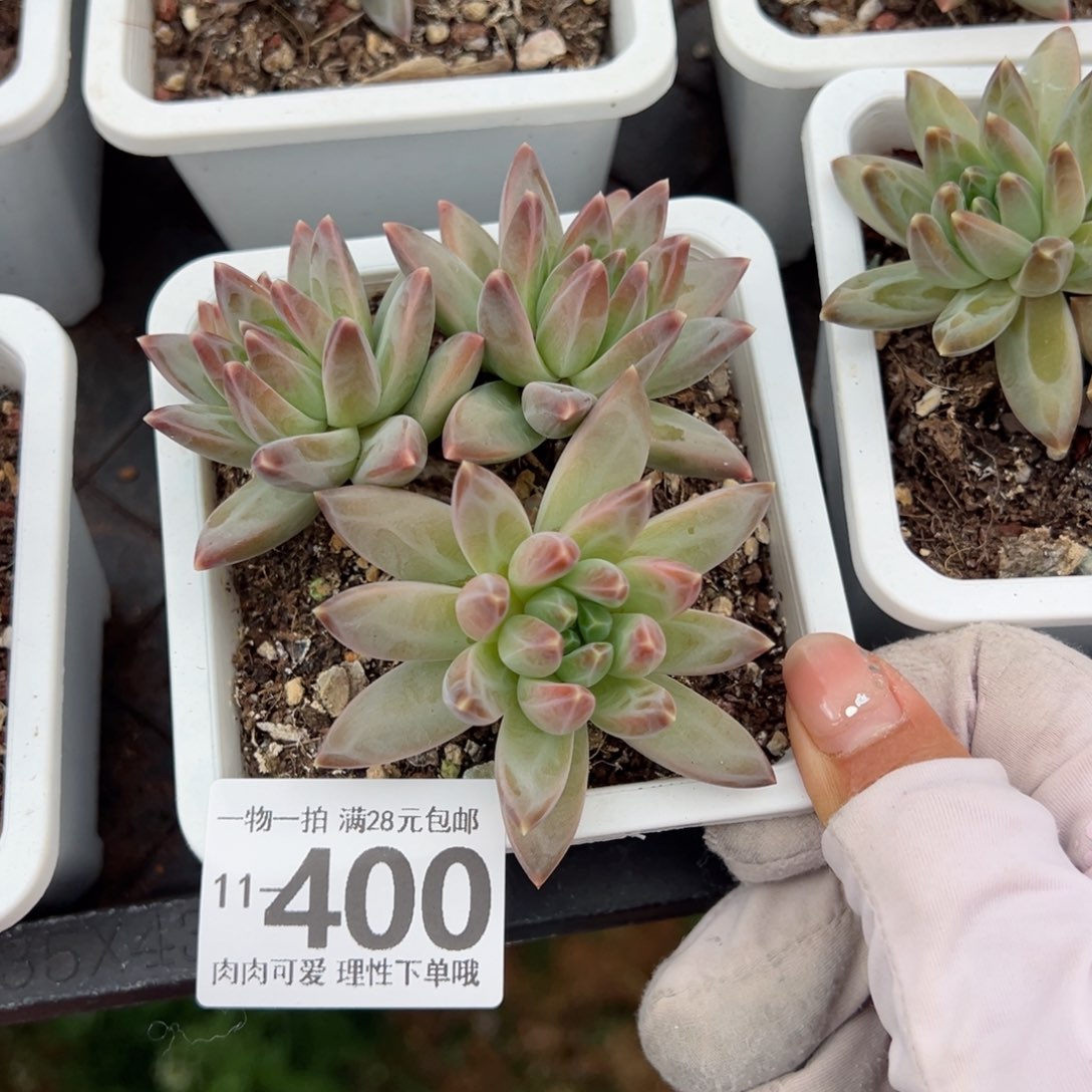 陨石多肉多肉多肉多肉