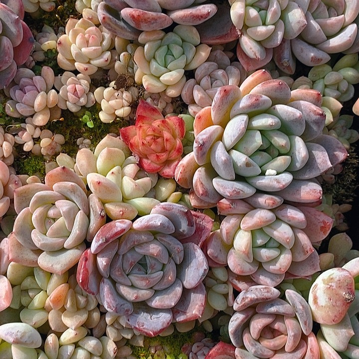 216 多肉植物盆栽花卉植物