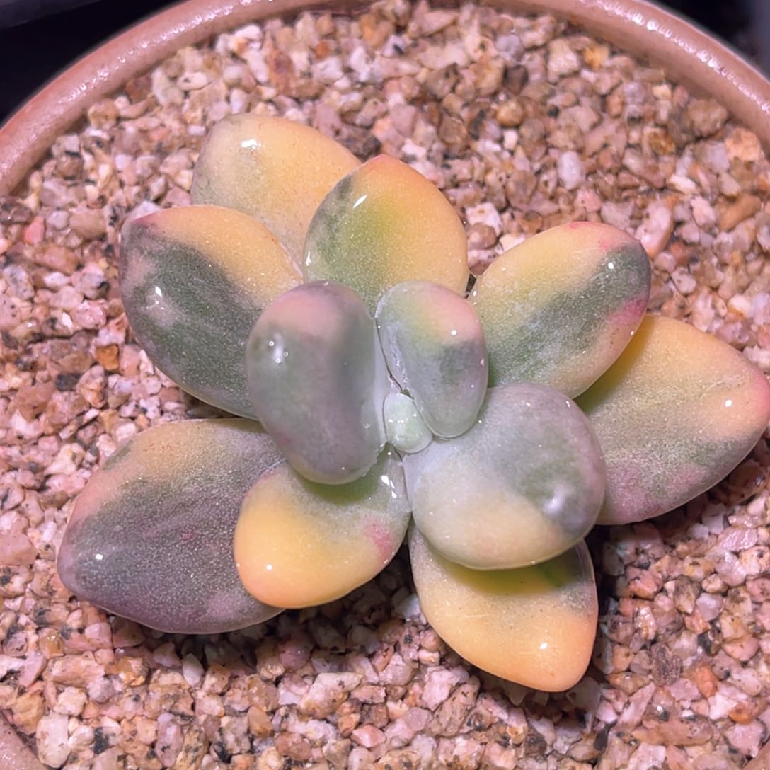 多肉特价象牙奶酪锦