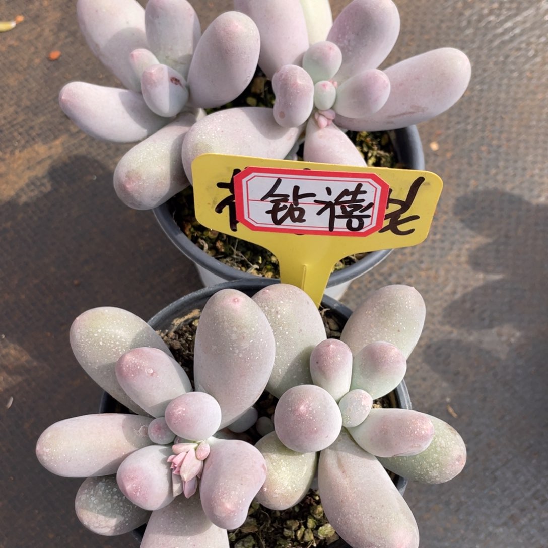 敏*姐姐我要买一个大钻戒