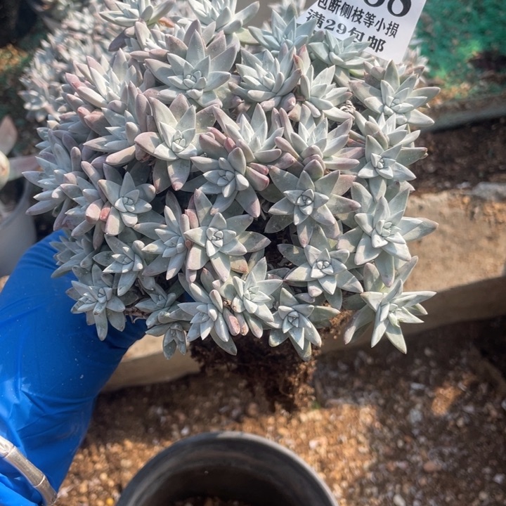 588号白菊多肉植物有干疤