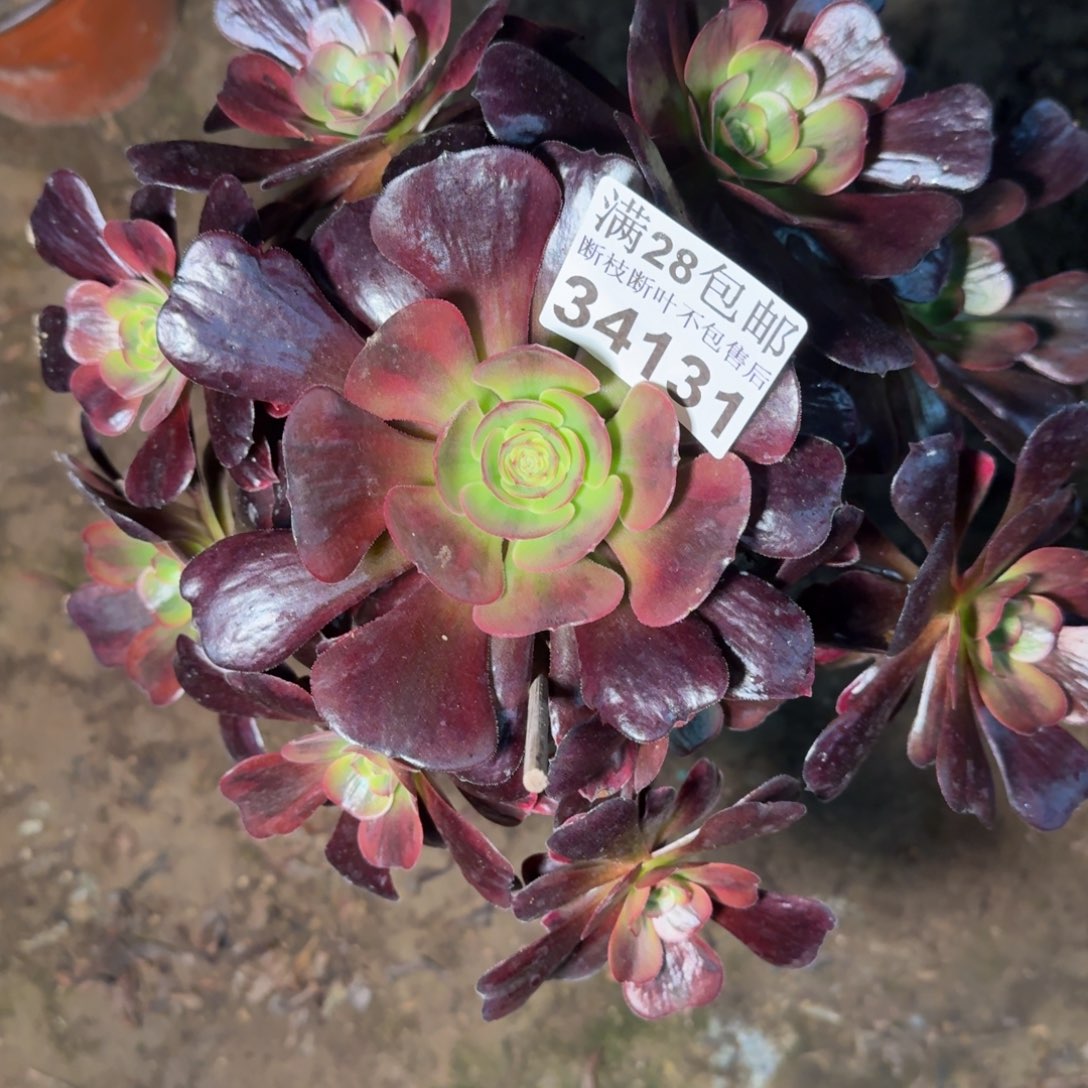 34131爱神多肉植物