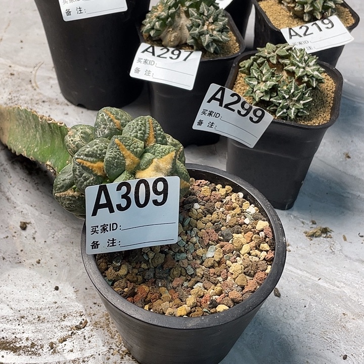 完全开放309龟甲怒