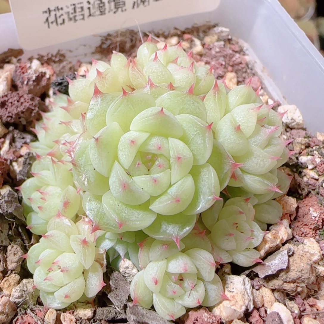 花语逸镜1114-272海王散