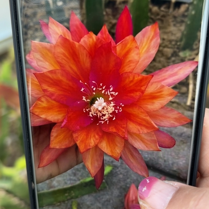 25令箭三橙色无根10公分左右20